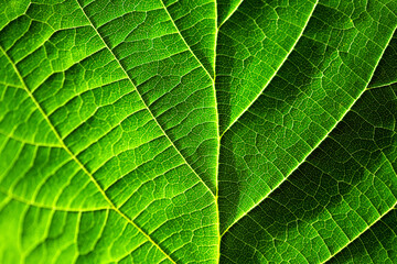 Bright green organic background back lit by contrasting sun. Translucent leaf of common hazel (Corylus avellana) with map like vein structures. Colorful pattern with selective focus, light and shadow.