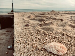 A detailed shot of a single seashell resting on sandy beach terrain with a pier in the blurred background. The image captures the tranquil and natural essence of coastal life.
