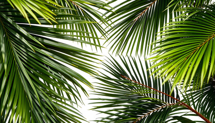 Background of tropical leaves. Palm leaves, branches, grass isolated with white highlights, png
