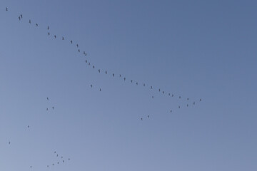 A wedge of seagulls flying across a blue sky