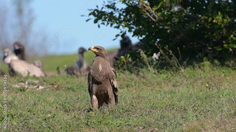 Wall mural Steppe Eagle Aquila nipalensis sitting in the grass, vultures in background. Wildlife scene from nature. Slow motion. Close up.