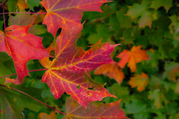 Colorful maple leaves in the Canadian forest floor in the fall in the province of Quebec