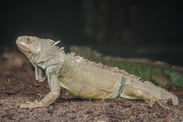 iguana on a rock