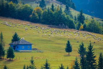 Landscape with a flock of sheep near an old peasant house isolated on the mountain