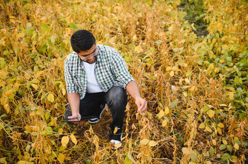 The concept of agriculture. An Indian farmer or agronomist inspects the soybean crop in a field