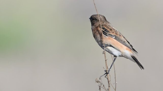 Maurus common or eastern stonechat saxicola maurus bird perching on thin branch. Close up. Slow motion.