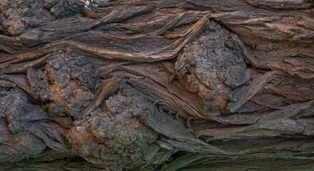 Old tree bark