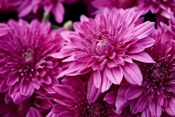 Pink Chrysanthemum Flowers