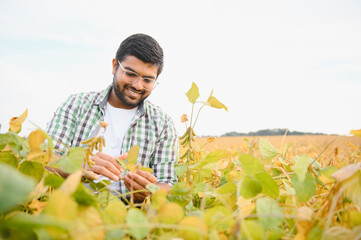 The concept of agriculture. An Indian farmer or agronomist inspects the soybean crop in a field