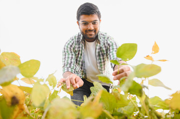 The concept of agriculture. An Indian farmer or agronomist inspects the soybean crop in a field