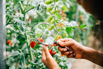 A black woman botanist inspects a tomato plant with a magnifying glass for lice ensuring vegetable...