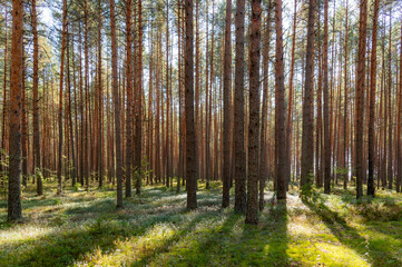Pine forest in autumn