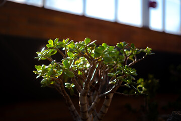 bonsai in a greenhouse