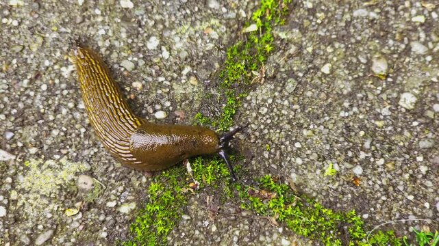 Arion fuscus, commonly known as the slug Crawls slowly and shakes its head