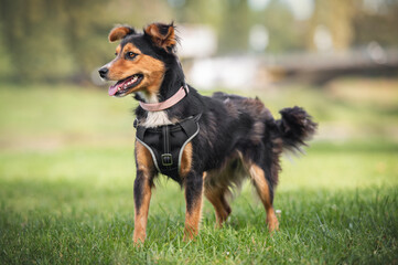 Portrait of a beautiful shaggy dog from a dog shelter taken during his regular free walk.