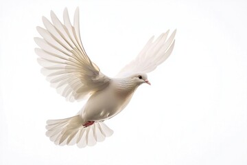 Fototapeta premium Graceful white dove in flight