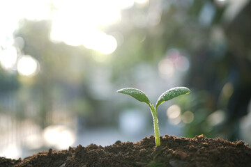 Pumpkin sprout growing macro plant closeup