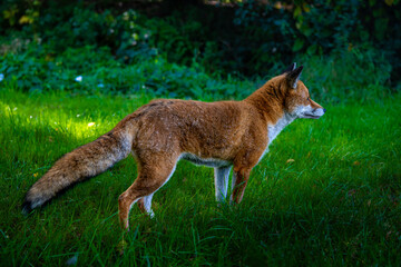 Red fox roaming through the forest