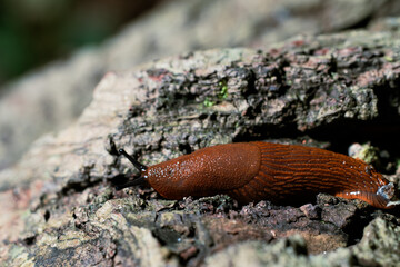 snail macro photography slow moving on rock texture narrow focus granite grainy surface