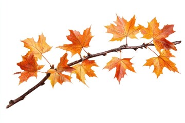 Fototapeta premium Maple leaves leaf maple leaf bonfire.