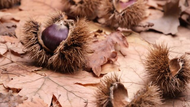Ricci di castagne su sfondo di foglie secche, autunno 