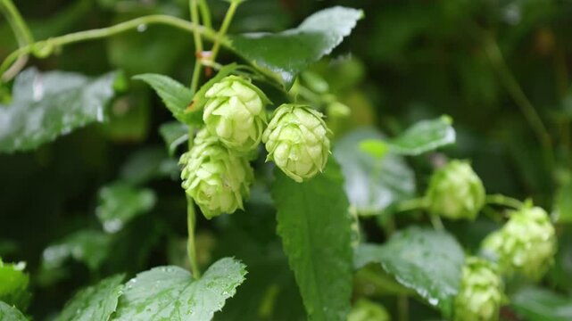 hop flowers on bine in the rain (vine with beer ingredient lupulin gland containing european plant) lupulo with drops of water, wet harvest fresh ale lager noble varietal trellis