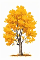 Cottonwood tree drawing plant maple.
