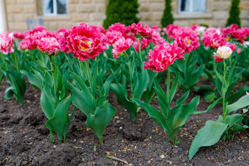 Flowers in a flower bed tulips. Greening the urban environment. Background with selective focus