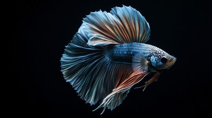 Fototapeta premium Colorful Betta Fish Swimming in Dark Water