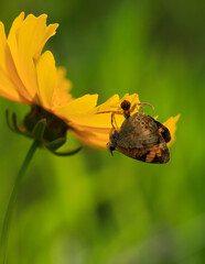 Crab Spider Catches a Butterfly
