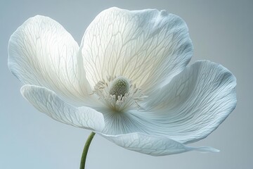 Obraz premium elegant white flower with intricate petals soft focus macro photography on pure white background emphasis on delicate details