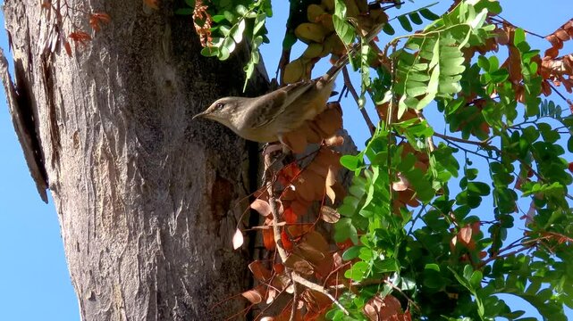 Bird in an autumn tree. Autumn is coming. The chalk-browed mockingbird (Mimus saturninus).
Natural texture.