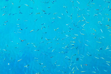 A blue ocean with many fish swimming in it