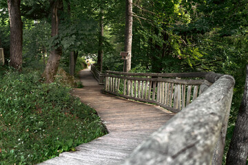 path in the woods