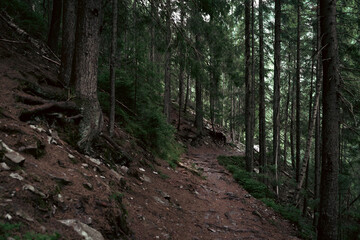 A Serene Walk Through a Dense Pine Forest