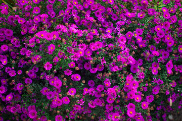 Fototapeta premium Autumn flower background with aster dark violet color on a natural flower bed garden. Beautiful natural flower background with fresh plants.