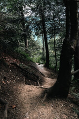 A rustic trail, lit gently by rays of sunlight breaking through the trees, winds through the quiet forest. The dappled light adds a sense of peace and beauty to the walk.