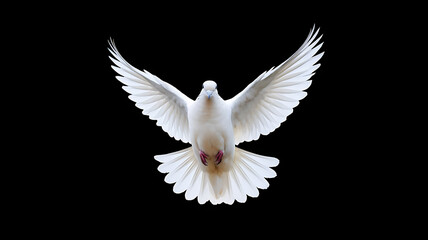 White Dove is flying in isolated on a black background. 
