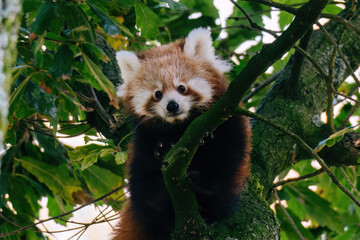 red panda in tree