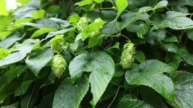hop flowers on bine in the rain (vine with beer ingredient lupulin gland containing european plant) lupulo with drops of water, wet harvest fresh ale lager noble varietal trellis