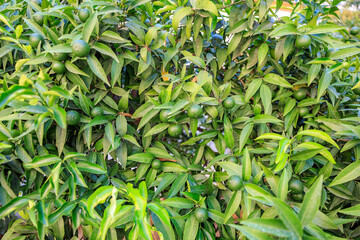 A tree with green leaves and small green fruits