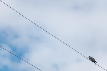 A pigeon perched on top of an electricity cable on a sunny day with clouds and blue sky