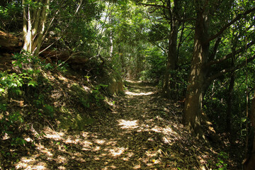 鳥取県岩美町　千貫松島への道