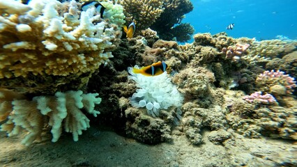 Amphiprion bicinctus - Two-striped clownfish. Two-striped clownfish hiding in an anemone in the corals of the Red Sea. Two-striped clownfish snorkeling in the Red Sea.