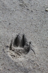 Hunde Pfoten Abdruck am Strand ( unser Hund)