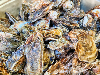 Korean Seafood Food. Steamed oysters