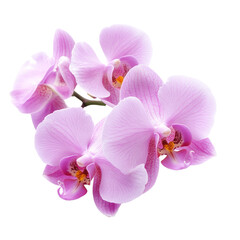 Vibrant orchid flowers captured on a crisp Png background showcasing their beauty and delicate details in bloom, Orchid flowers isolated on Png background