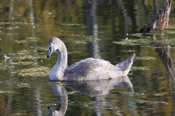 Sweden. The mute swan (Cygnus olor) is a species of swan and a member of the waterfowl family Anatidae. It is native to much of Eurasia, and (as a rare winter visitor) the far north of Africa.  