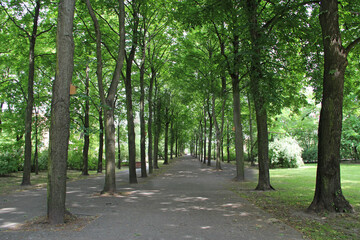 Beautiful park with many green trees. Shady alley in summer park.