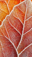Obraz premium Close-up of frozen autumn leaf showcasing vibrant orange and red hues with frost edges